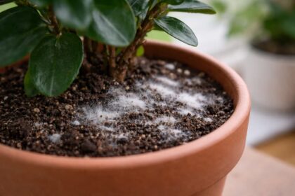 Skąd bierze się pleśń na powierzchni gleby w doniczkach